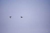 Mallards